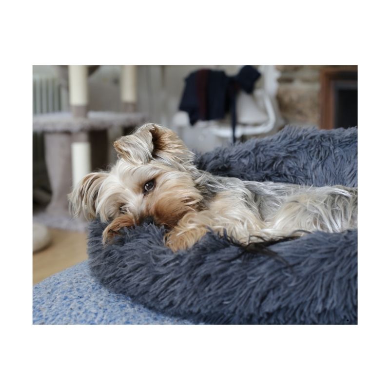 Calming & Anxiety Relief Dog Bed
