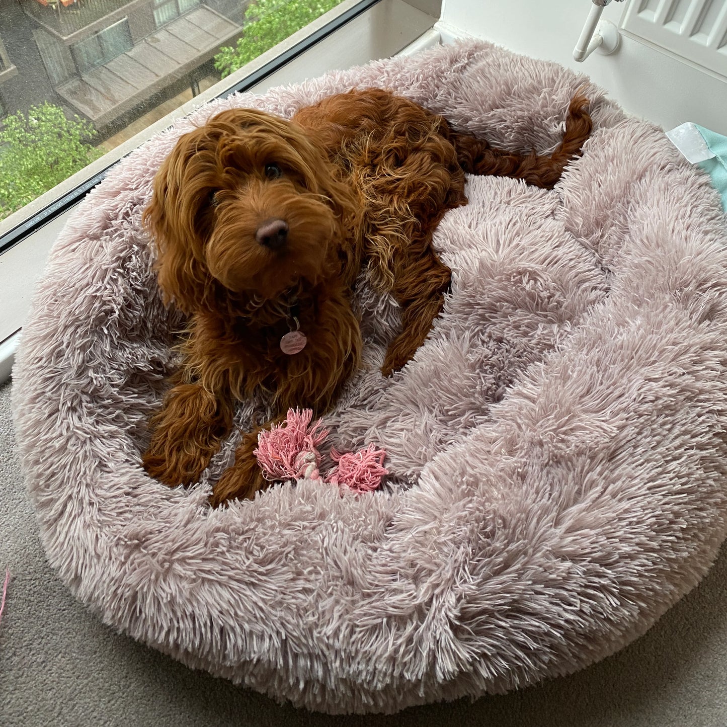 Calming & Anxiety Relief Dog Bed
