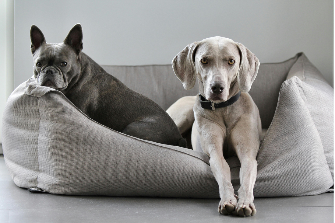 The Complete Guide to Choosing a Large Calming Dog Cushion