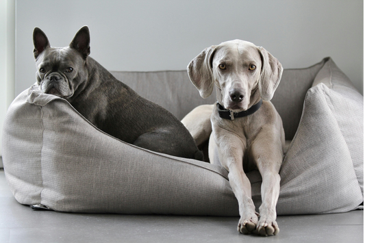 The Complete Guide to Choosing a Large Calming Dog Cushion